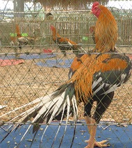 ไก่อุดมทัศนีย์